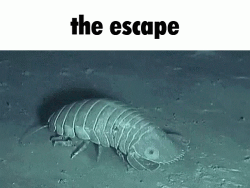 gif of giant isopod cralling away with text above it that reads 